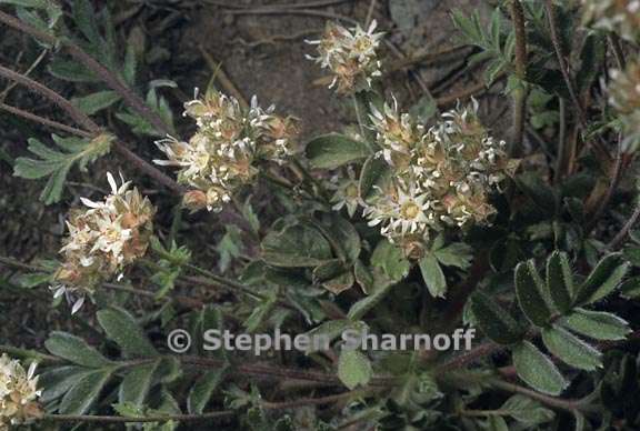 horkelia tridentata var tridentata 2 graphic